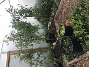 Bild på olika grönsaker i tunnelväxthuset.