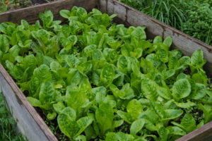 Små fina blad av grönt i en pallkrage.