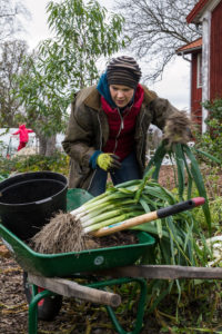 Sara står och lägger upp stora purjolökar i en skottkärra.