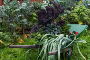 En skottkärra med vacker kål och annat skörd.