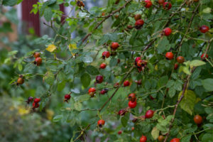 Fina små nypon är blöta av regn i trädgården.