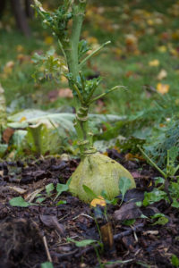 En hel del står kvar i landet, med fina rötter även om blasten ser lite slitna ut.