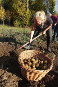 En tjej tar i med hacka för att få upp potatis ur jorden, bredvid en stor korg med potatis.
