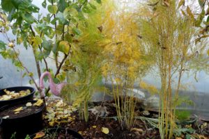 Gulnande sparrisplantor på rad i ett tunnelväxthus.