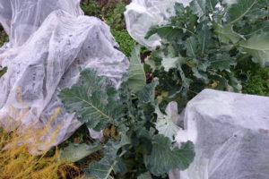 Delvis täckta plantor av kål.