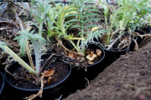 Ett dike med stora krukor i, med flikiga matta ljusgröna blad.