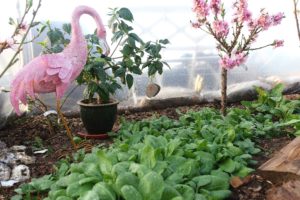 En knallgrön matta av spenat och bredvid en galet rosa flamingo och ett blommande nektarinträd.