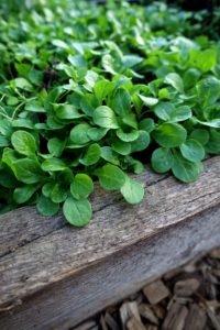 Närbild på odlingsplatsen med gröna täta blad innanför en träkant