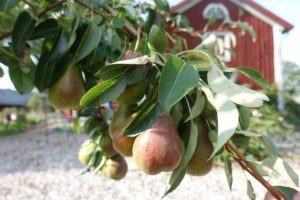 En gren med blad och grön-röd frukt som hänger i klasar med ett rött bostadshus i bakgrunden.