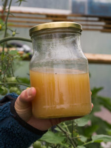 En glasburk fylld med lakvatten från bokashi.