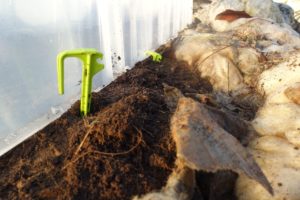 Närbild på små plastspjut nerstuckna i jorden.