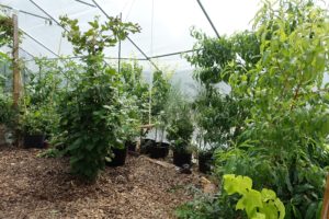 Bild inifrån tunnelväxthuset med vackra träd längs kanterna och ljus träflis på marken.