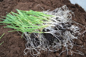 Massor av liten lök med rotsystem.