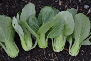 Skördar pak choi ligger på jorden i trädgården.