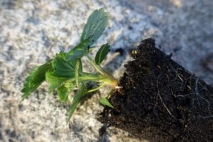 Närbild på en liten pluggplanta av jordgubbe.