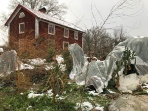 Kål och annat är täckt med nät och snö ligger på marken i trädgården.