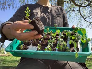 Sara håller fina små sticklingar uppdragna med Root riots.