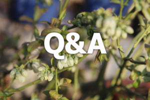 Blommande blåbärstry i tunneln.