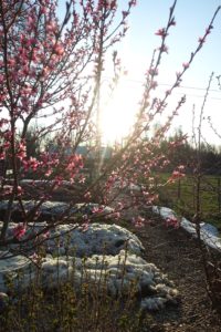 Ett blommande träd med rosa blommor i motljus.