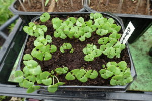 Basilika har växt fram.