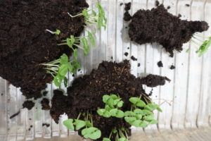 Omplantering av basilika pågår.