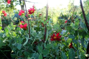 En frodig grön plantering med röda blommor.