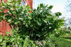 En rugge med flikiga blad mot en röd husvägg.