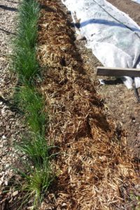 Närbild på en rad gräslök och en del av köksträdgården täckt med ett ljust material.