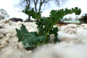 En grönkålsplanta omgiven av fluffig ull.