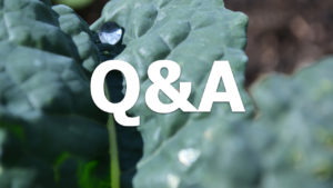 Bild av ett svartkålsblad med texten Q&A på.