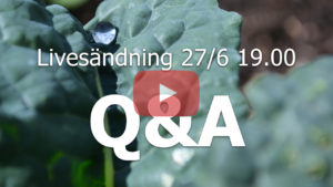 Bild av ett svartkålsblad med texten Q&A på.