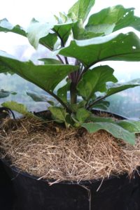 En stående bild på en frodig aubergine med gröna stora blad.