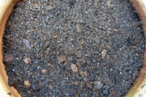 Frön av basilika på svart jord.