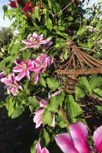 Rosa blommor bland grönt bladverk.