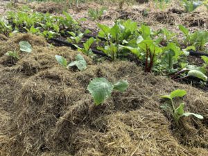 Små plantor sticker upp ur ett tjockt lager med bleknande gräsklipp.