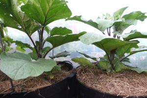 Två frodiga plantor med stora blad planterade i två krukor.