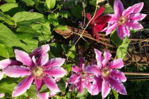 Närbild på rosa stora blommor över en rostig gammal cykelsadel.