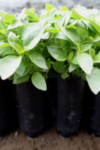 Frodiga basilikaplantor i pluggar.