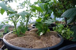 En svart plastkruka med två gröna plantor och halvtorkat gräsklipp över jorden.
