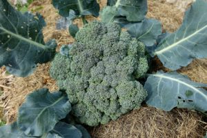 Ett stort grönt och tätt toppskott av broccoli ligger på torkat gräs.