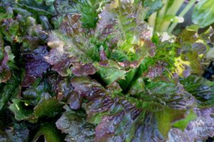 Ett vackert krusigt sallatshuvud med röda och gröna nyanser.