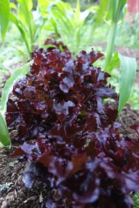 En illröd sallad mellan gröna plantor av majs.