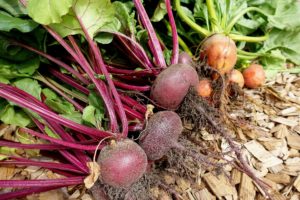 Ett knippe röda och gula betor ligger på träflis.