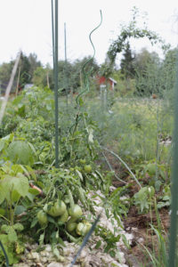 Gröna tomater som växer på spiralstöd.