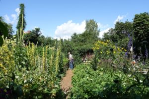 En enorm växtkraft med höga växter och blomspiror mot en blå himmel