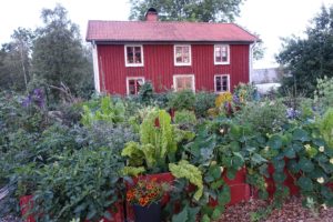 En köksträdgård i morgonljus.