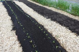 Bild på resultatet med ljus träflis i gångarna och bäddar av jord.