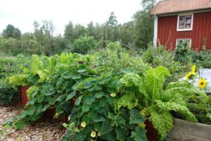 En frodig grön köksträdgård i upphöjda pallkragar.