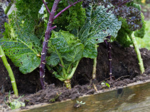 Kål har blivit planterade i en pallkrage.