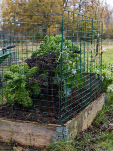 Kål står skyddade i en pallkrage.